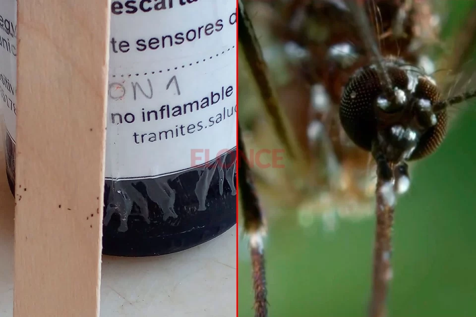 Ovitrampas y colaboración vecinal: claves en control de casos de dengue en Paraná