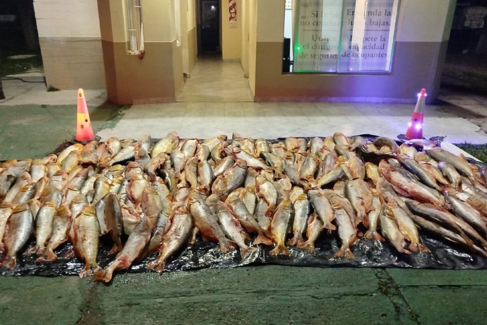 En Paso Cerrito decomisaron mil kilos de dorado transportados de manera ilegal