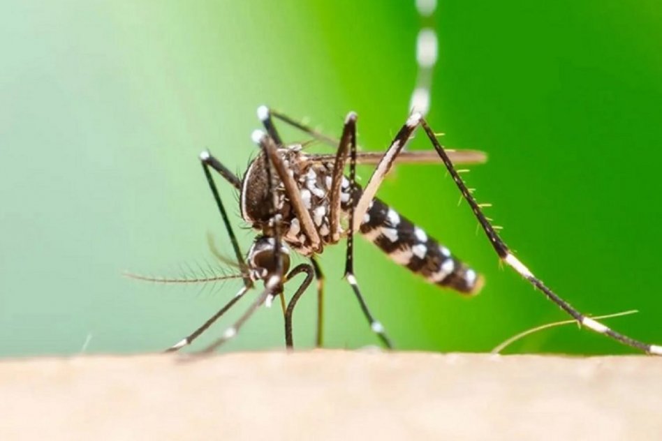 activaron protocolos preventivos Posible caso de chikungunya en Concepción del Uruguay