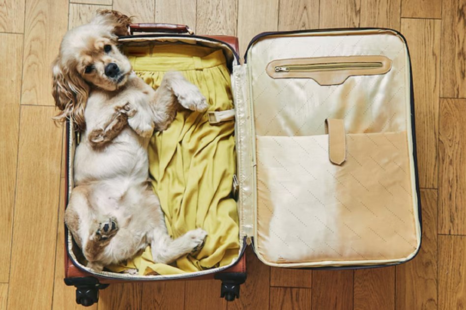 Mascotas podrán viajar en trenes y micros de larga distancia