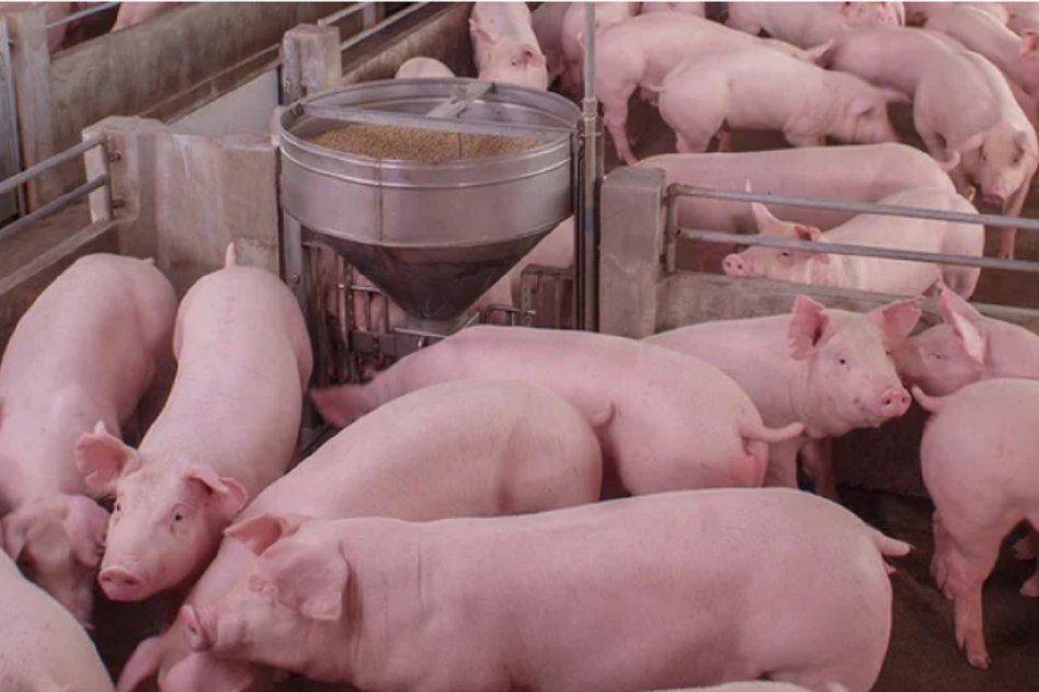 El sector porcino crece como sustituto de la carne vacuna y cerró el 2025 con récord de faena y consumo