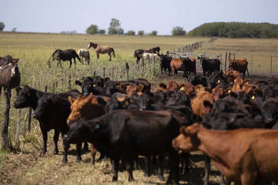 La exportación de carne absorbe más de la mitad del ganado criado en corrales