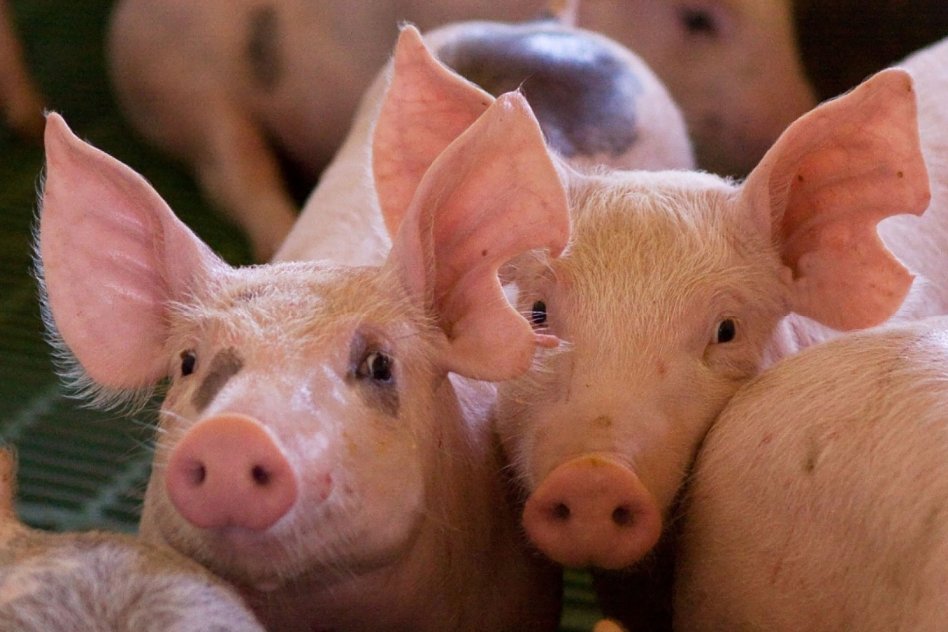 SECTOR PORCINO Los números que el sector no puede ignorar