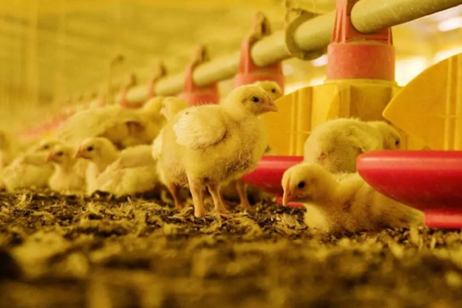 SENASA Argentina restituyó su estatus de país libre de influenza aviar