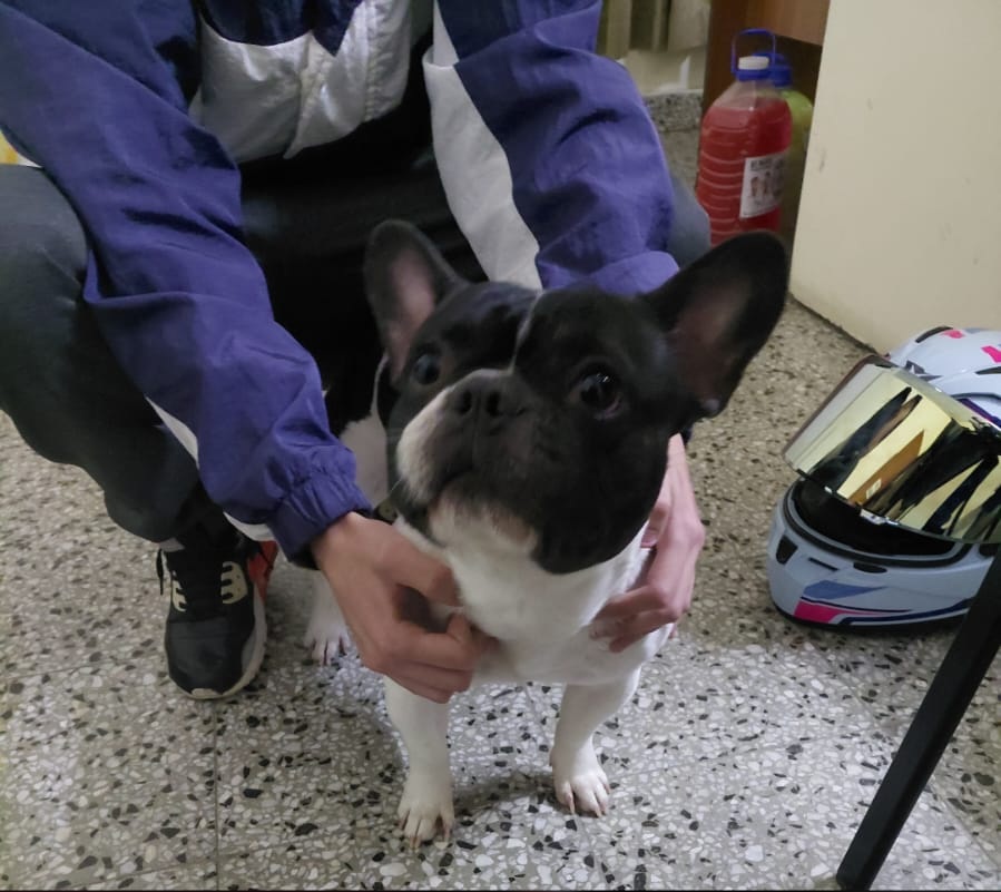 Recuperaron un Bulldog Francés robado y exigían 0.000 para devolverlo