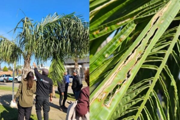 Detectaron picudo rojo en Entre Ríos y activaron un plan de contingencia para proteger las palmeras