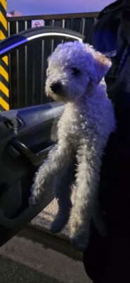 Operativo policial en calle Patagonia: recuperan un caniche de 8 meses que había sido robado