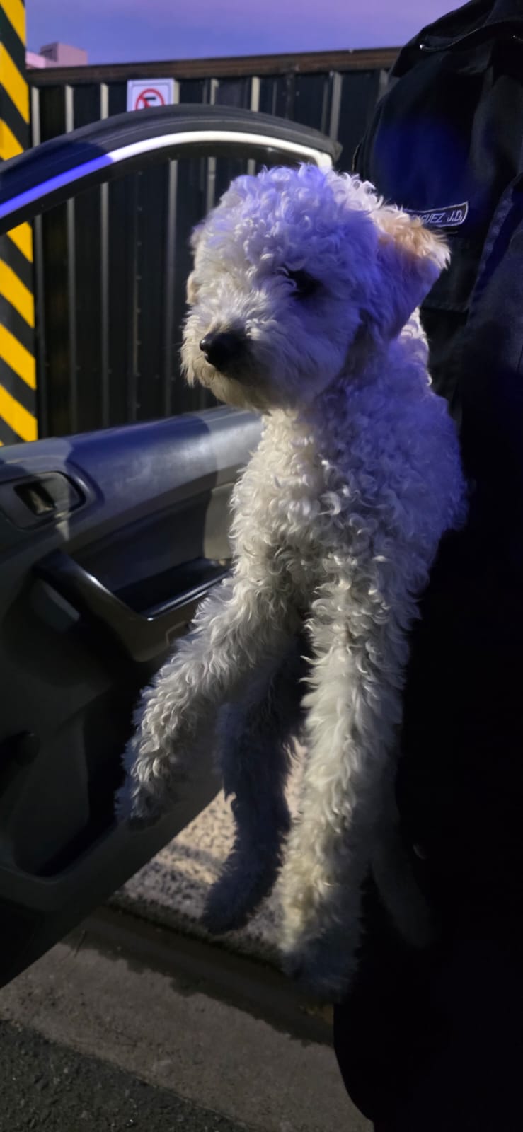 Operativo policial en calle Patagonia: recuperan un caniche de 8 meses que había sido robado